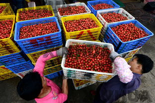 廣西百色 西紅柿銷售紅火 油料及農副產品收購繁榮